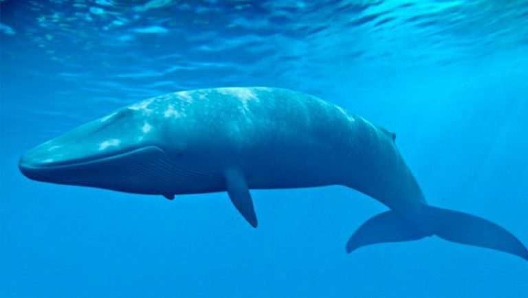 Fatos curiosos sobre a Baleia Azul | ODEBATEON