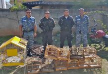 Aves silvestres são resgatadas por Coordenadoria de Proteção Ambiental