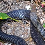 FOTO LEGENDA COBRA RESTINGA DO PECADO GIL