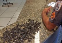 Traficantes trocam tiros com PM após apreensão de drogas