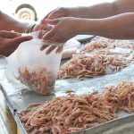 Defeso do camarão pescadores Macaé