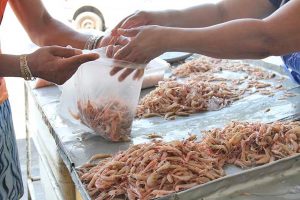 Camarão_defeso_macae_odebateon