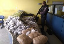 Tráfico leva prejuízo de R$ 80 mil em apreensão de drogas