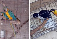 Polícia Federal de Macaé prende duas pessoas por tráfico de animais silvestres