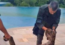 Guarda Ambiental resgata duas jiboias em residências