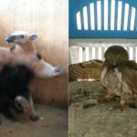 Cidade 5 – Soltura-Animais (2)