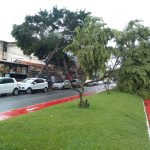 ‘Coleção’ de árvores caídas em via pública chamou atenção dos macaenses, na manhã desta terça-feira (7) – Eu, leitor, o repórter 