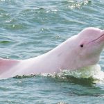 boto-cor-de-rosa-780×520