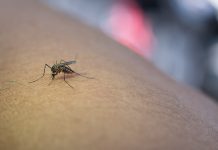 Ações de limpeza e mudanças de hábito podem auxiliar no combate aos mosquitos