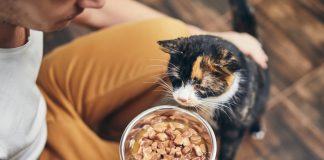 Nutrição animal: veterinário explica alimentos mais indicados para cães e gatos