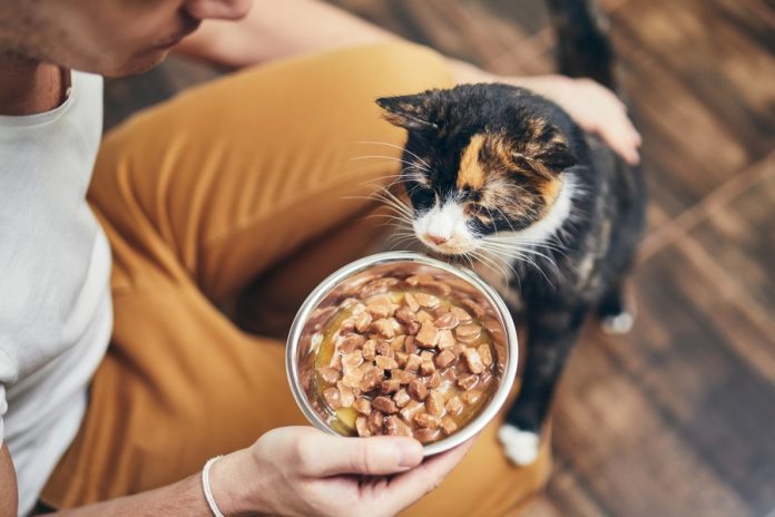 Nutrição animal: veterinário explica alimentos mais indicados para cães e gatos