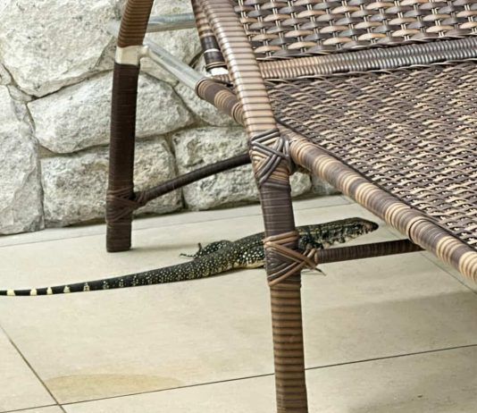 Guarda Ambiental devolve ao habitat natural mais dois animais silvestres