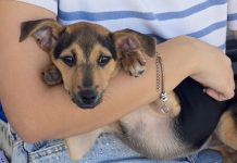 Feirinha de Adoção acontece nesta quinta-feira, no Centro